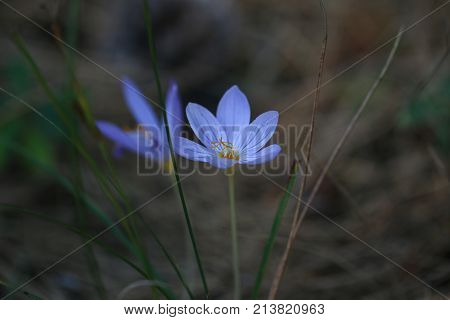 Purple striped dutch crocus flower in nature.