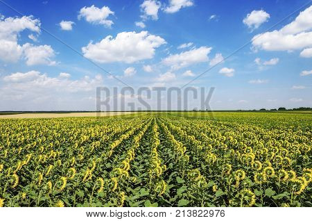 agriculture landscape fields with sunflowers and clouds. agricultural nature landscape with sunflower plants