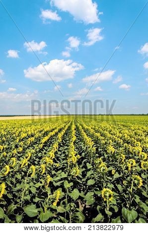 agriculture landscape fields with sunflowers and clouds. agricultural nature landscape with sunflower plants