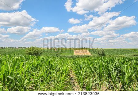 natural agriculture landscape with corn seedlings and sky clouds