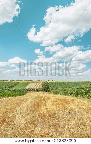 nature agriculture landscape of plant fields and sky