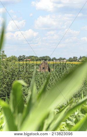natural agriculture landscape with corn seedlings and sky clouds