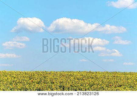 agriculture landscape fields with sunflowers and clouds. agricultural nature landscape with sunflower plants