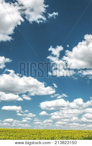 agriculture landscape fields with sunflowers and clouds. agricultural nature landscape with sunflower plants