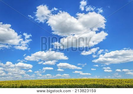agriculture landscape fields with sunflowers and clouds. agricultural nature landscape with sunflower plants