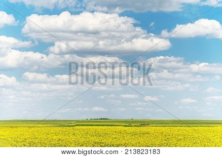 agriculture landscape fields with sunflowers and clouds. agricultural nature landscape with sunflower plants