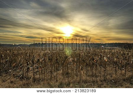 winter landscape of agriculture corn field with dark clouds sun light. corn seedlings,corn fields.