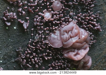 Ascocoryne sarcoides mushrooms (slime mould) on an old stump