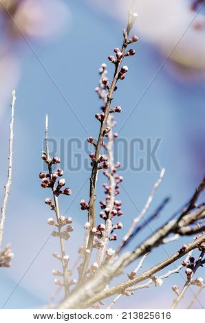 nature spring tree blossom branches isolated close up