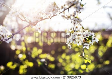 nature spring tree blossom branches isolated close up