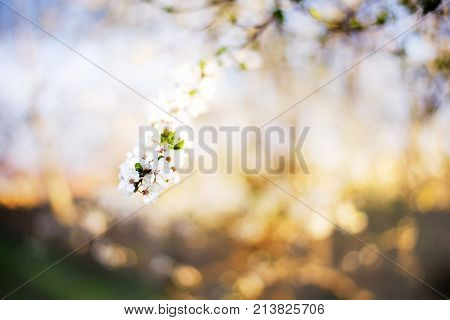 nature spring tree blossom branches isolated close up
