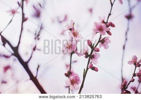 nature spring tree blossom branches isolated close up