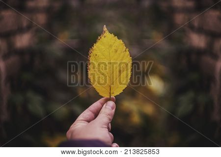 man hand holding dry autumn leaf isolated