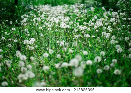 summer dandelion plant field. nature garden background