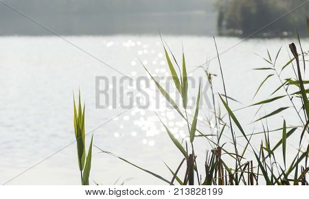 nature lake river bulrush reed green leaves with bokeh lights from water