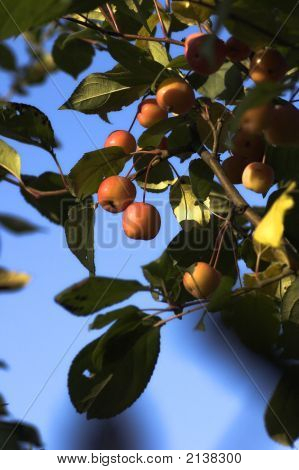 Äpfel