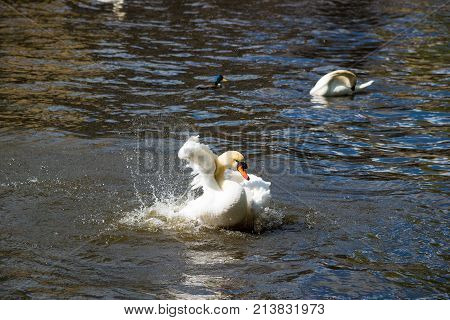 Graceful white swan on the water surface.