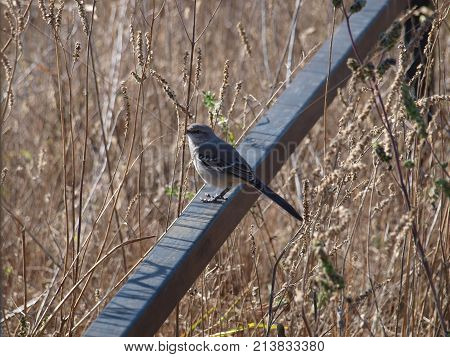 This little meadowlark  watches  every detail of big powerful equipment moving into his territorial grounds as they take down and put up old and new transmission towers. Luckily, he will have even better nesting materials and food sources after the constr