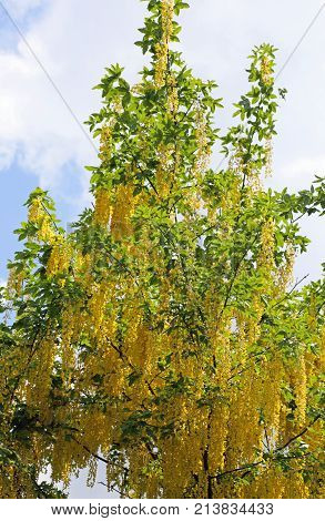 Yellow Flowers In Maggiociondolo Tree Blossomed In Spring With C