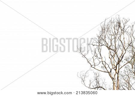 Dead tree isolated on background. Old dry dead tree without bark and stump.