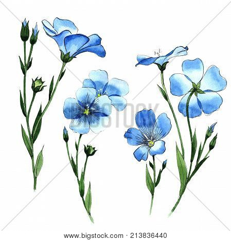 Wildflower flax in a watercolor style isolated. Full name of the plant: flax . Aquarelle wild flower for background, texture, wrapper pattern, frame or border.