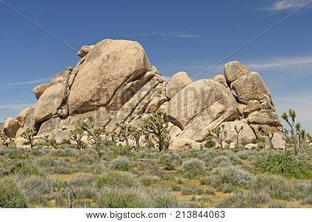 Joshua Trees Around Desert Rocks in  Tree National Park in California