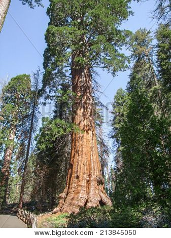 scenery at the Sequoia and Kings Canyon National Park with sequoia trees in California USA