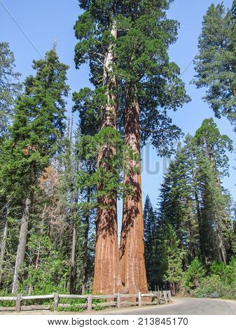 scenery at the Sequoia and Kings Canyon National Park with sequoia trees in California USA