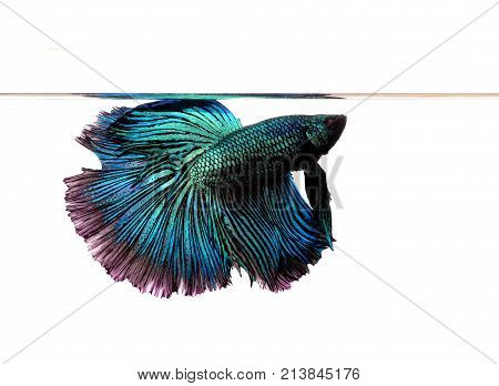 betta fish isolated on white background. Betta fish, siamese fighting fish, betta splendens isolated on white background