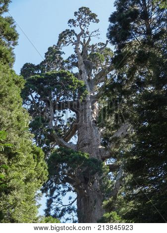 scenery at the Sequoia and Kings Canyon National Park with sequoia trees in California USA