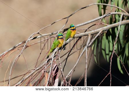 Blue Breasted Bee Eaters (merops Variegatus)