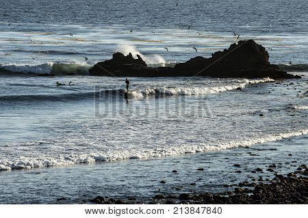 Silhouette of surfer on wave with surf crashing into rocks behind and seagulls flying above kelp filled water
