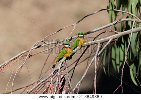 Blue Breasted Bee Eaters (merops Variegatus)
