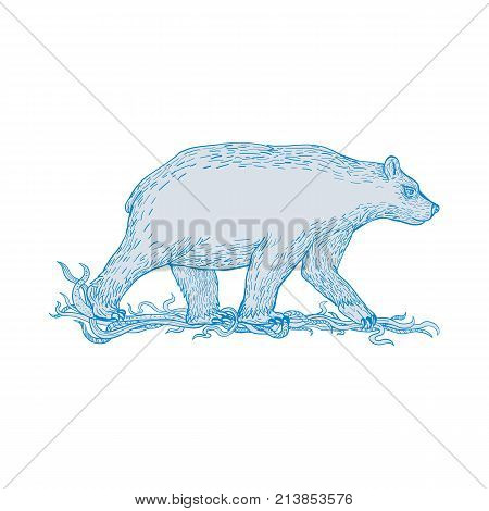 Drawing sketch style illustration of a polar bear, carnivorous bear in the Artic Circle, walking viewed from side on isolated background.