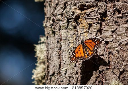 Beautiful Monarch butterfly in the wild closeup