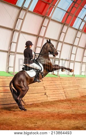A sweet girl jockey rides a horse in a covered arena. Training candles stand on hind legs. A pedigree horse for equestrian sport.