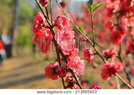 The Prunus Mume Open At Spring Time