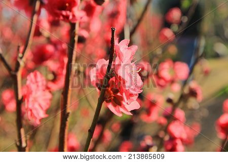 Prunus Mume