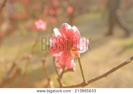 Prunus Mume