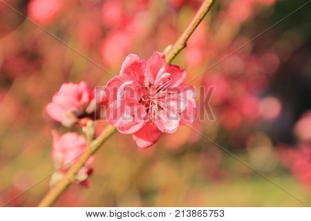 Prunus Mume