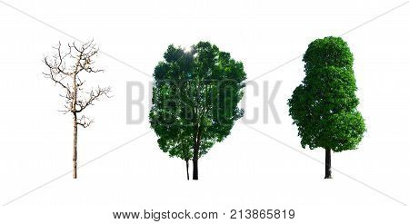 green wild tree on beginning winter in Thailand on white isolated background
