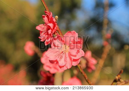 Prunus Mume