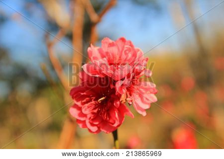 Prunus Mume