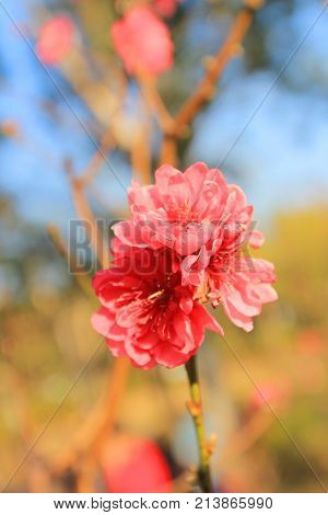 Prunus Mume
