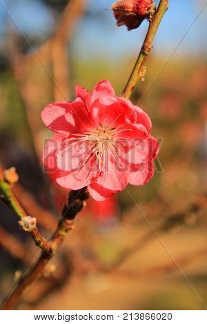 Prunus Mume