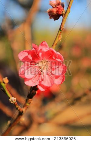 Prunus Mume