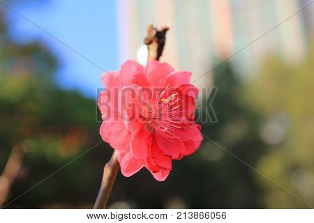 Prunus Mume