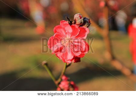 Prunus Mume