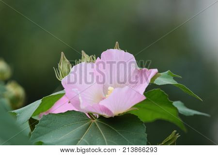 Pink Mutabilis Hibiscus Flowers In Garden Under Sunshine