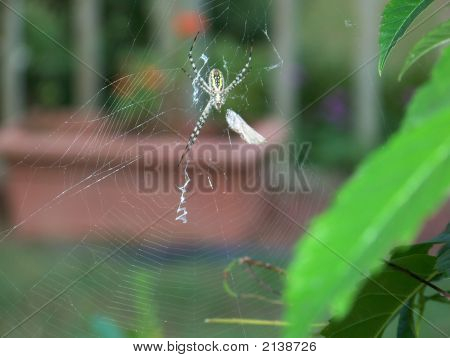Orb Spider Web